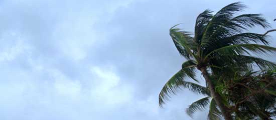 Palm tree after storm